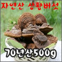 자연산 상황버섯 70년산 500g 산뽕나무 상황버섯 고급포장 효도선물