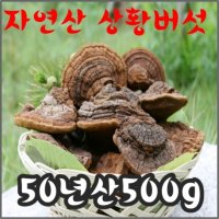 [원형상태발송]상황버섯/50년산 500g/자연산 정품 산뽕나무상황버섯/국내최상급상황버섯