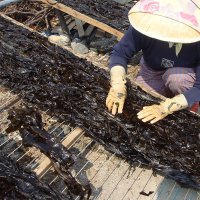 자연산 돌미역대장각 울산 정자 귀한 고급 미역 돌미역 산모용 매년 한정수량 쪽빛누리  본품