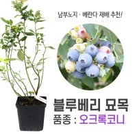 깨비농장 블루베리 나무 묘목 재배 키우기 (품종: 오크록코니)  오코록코니