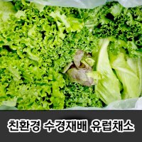 국내산 이자벨 1kg 유러피안샐러드 쌈채소 야채  이자벨(멀티리프) 1kg  1개