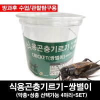 식용곤충기르기 쌍별이키우기 쌍별귀뚜라미 4마리