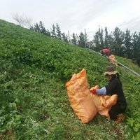 상하식품 궁채장아찌 상추대장아찌 궁채 궁체 장아찌 산마늘 명이나물장아찌 마늘장아찌 울릉도 궁채장아찌 1kg 1kg 1kg