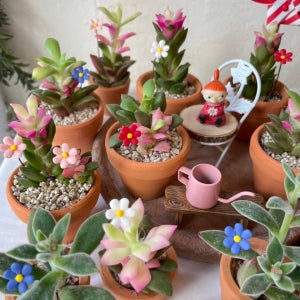 (무배)취설송 핑크 꽃피는 다육이 공기정화 집들이선물, 에이치가든