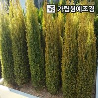 엑스플랜트 가림원예조경 골드콘 상록수 조경수 가림원예조경 묘목 나무