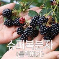 슈퍼 복분자 블랙베리 2023년 햇 수확 냉동발송  1box  [상품]10kg 벌크포장