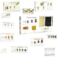 생활주기 곤충 표본 문진 박제 컬렉션 명확한 Lucite 블록에 된