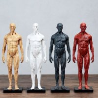 인체 전신 근육 모형 인체 모델 미술 스케치 드로잉 해부학 교육
