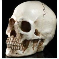 두개골 모형 인체 해골 머리 뼈 실습 스케치 얼굴 교구