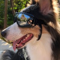 강아지 애완견 고글 테디 선글라스 특수 라이딩 방풍-선글라스 M