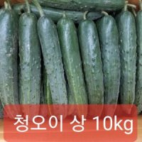 (산지특가) 오이 취청오이 오이 상 40과~60과 10kg