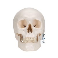 3B Scientific A20 클래식 스컬 얼굴 뼈 두개골 모형 3파트