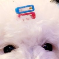 미니 컬러 사각 강아지 똑딱삔 소형견 앞머리 미간 고정 애견 헤어핀
