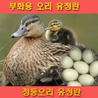 부화용유정란 10묶음판매 부화용청둥오리알 - 부화용계랸 오리알