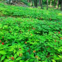 장뇌삼 B급 50뿌리 산양삼 자연산삼 산삼 산양산삼 자연산