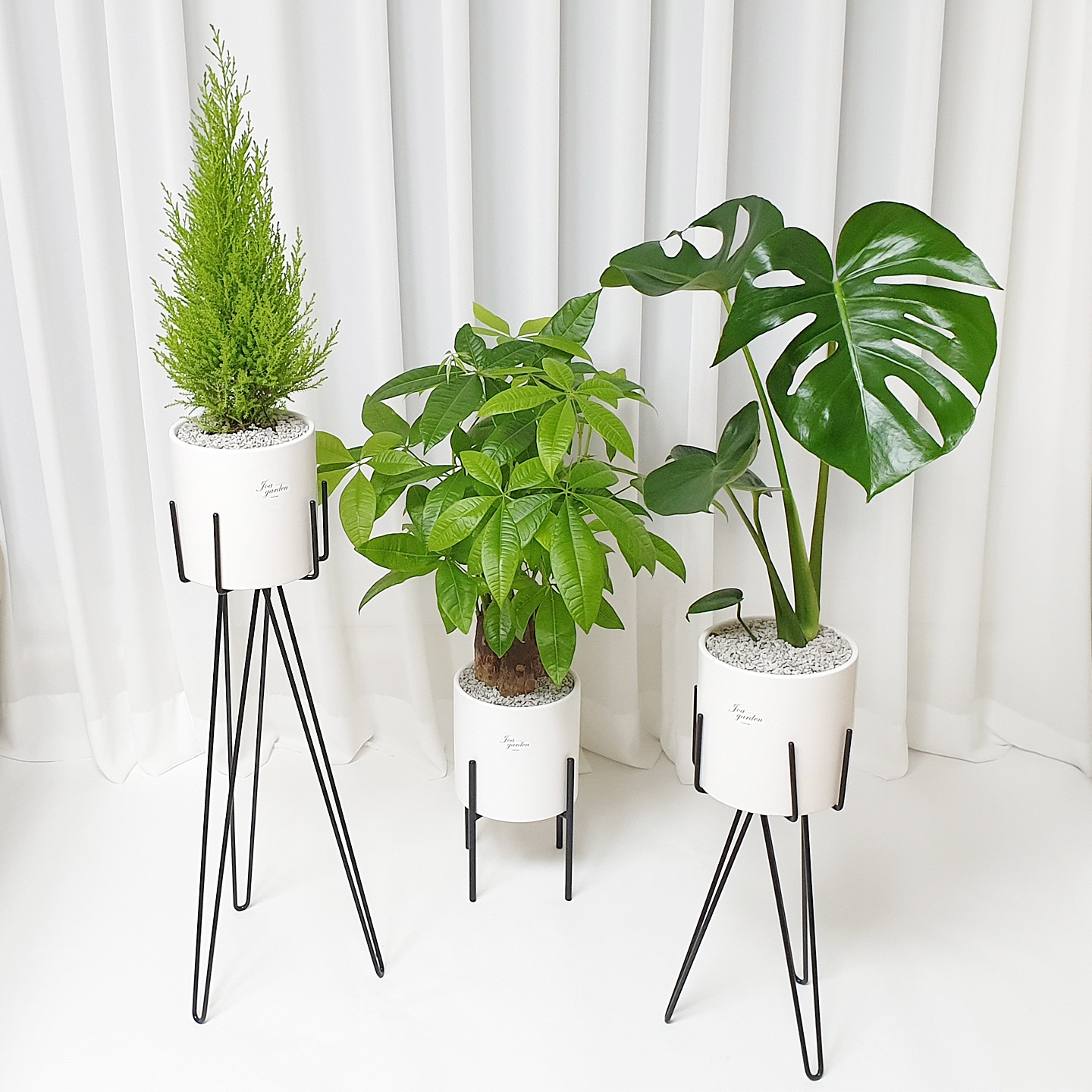 햇살농장 인테리어 공기정화식물 올리브나무 몬스테라 극락조 유칼립투스 황칠나무 등 - 몬스테라