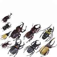 고퀄리티 장수풍뎅이 피규어 인형 장난감 헤라클레스장수풍뎅이 리얼 고퀄 곤충 3종