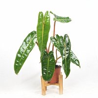 서비내 필로덴드론 빌리에티에 소형 philodendron billietiae 플랜테리어 희귀식물 실내공기정화식물