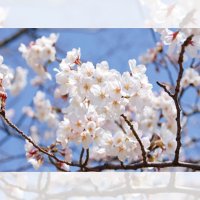 벚꽃 염정길야 흰 벚꽃 접목 1년 묘목 공원수 가로수