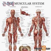 CM Prime USA 인체해부도 차트 병원액자 근육구조 근육계차트 추가 DMC-03