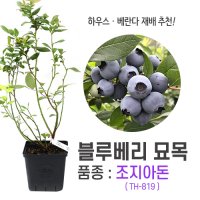 깨비농장 블루베리 나무 묘목 재배 키우기 (품종: 조지아돈 TH-819)  1개