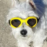 강아지고글 선글라스 소형강아지 도글라스 자외선 눈보호