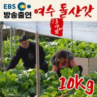생산자 직송 전남 여수 돌산 갓 10kg 갓김치 생갓 청갓 EBS 한국기행 방송출연 여수돌산애