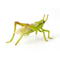 파포 곤충모형 메뚜기 50268 아동 과학 학습 공부