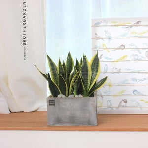 브라더가든 산세베리아 식물인테리어 실내정화식물