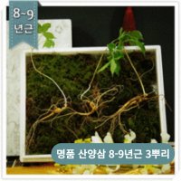 강원도 장뇌 산삼 산양 야생 장내삼 장뢰삼 산삼장뇌삼 6-7년근 장래 명절 선물 추석 설날 교수님 부모님