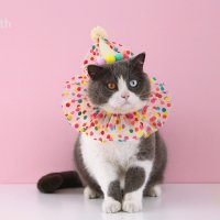 고양이 강아지 생일 모자 스카프 세트 레이스 레인보우 폴카 도트 반다나 공주 의상 귀여운