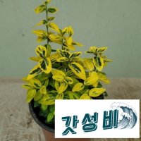 황금사철나무 클레마티스 목수국 엄나무묘목 머스켓 문그로우 무화과 별수국