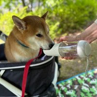 자두공주 휴대용 강아지 물통 산책 물통 강아지 물병