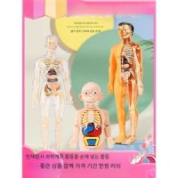 인체 해부 분리형 교육용 장난감 인체구조 장기 모형