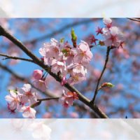 벚꽃 수선사한앵 벚꽃 나무 접목 1년 묘목 1개