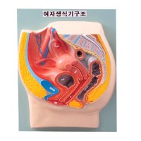 산부인과 학교 병원 교육 척추 자궁 방광 여자 생식기구조 단면 모형