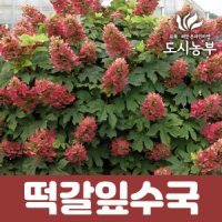 떡갈잎수국 루비슬리퍼스 17cm포트묘 개화주 나무 묘목 도시농부TI