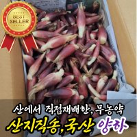 국산 국내산 산지직송 양하 생양하 제주양하 양하나물 양애간 양애장아찌 양하무침 양애 양해깐 500g