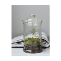 [테라리움] 미니 소나무 이끼 가든 Eco-Jar 2.0