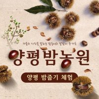 [양평] 양평밤농원 밤줍기 체험