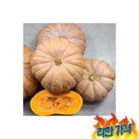 호박 멧돌호박 7kg 내외