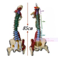 골반 해부학 모형 꼬리 인체 척추 골격 병원