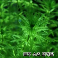 국산 토종 수초 검정말 아나카리스-1단-30촉