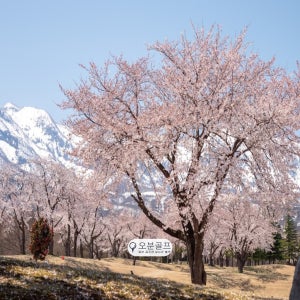 일본 니가타현 묘코 선샤인 골프클럽