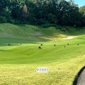일본 니가타현 타이나이코겐 골프클럽