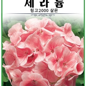 제라늄 링고2000 살몬 5립 가뭄에강한꽃씨 앗 다년생 거실식물