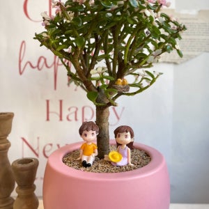 기쁜소식을 전해주는 핑크 은행목 사랑목 꽃 화분, 에이치가든