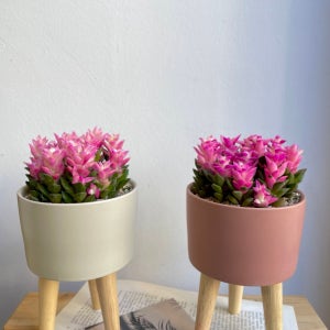 공기정화 핑크 꽃피는 취설송 다육이 가정의달 스승의날 , 에이치가든