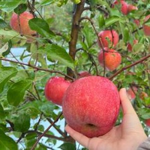 경북 부사 사과 가정용1kg (6-9과)