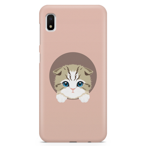 스코티시 폴드 (Scottish Fold Cat)